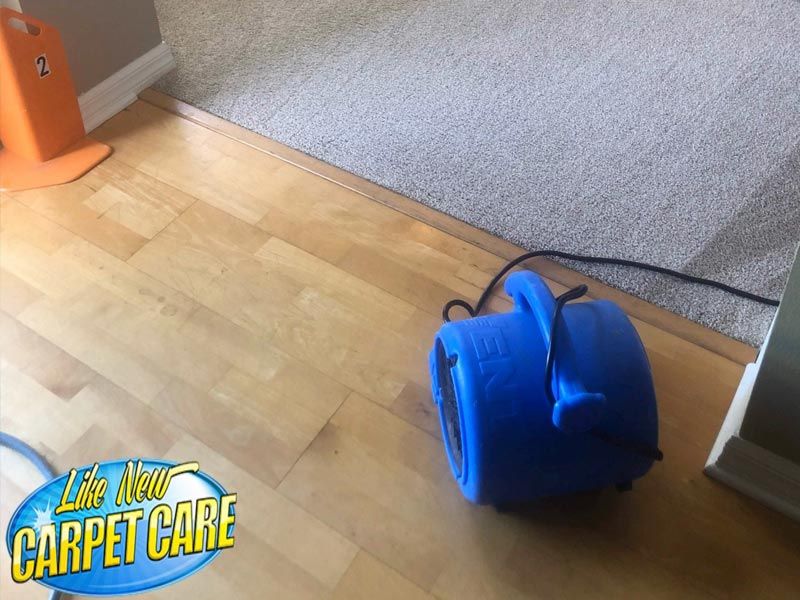 Professional Carpet Cleaning in Longwood